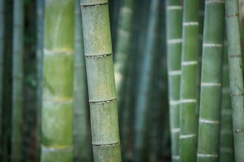 close up of bamboo tree